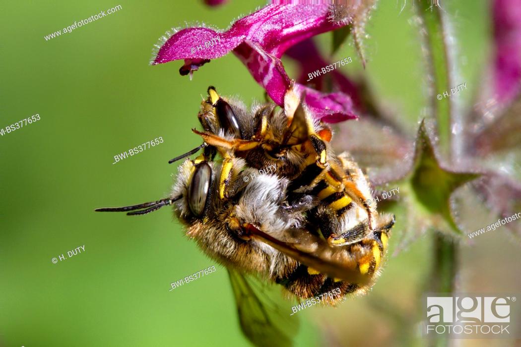 Stock Photo: wool carder bee (Anthidium manicatum), mating, Germany, Mecklenburg-Western Pomerania.