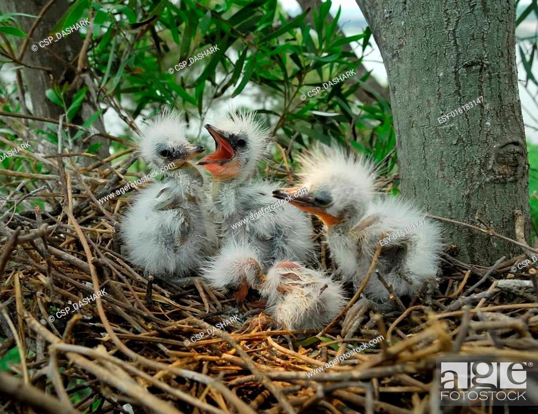 Stock Photo: great egret chicks in nest.