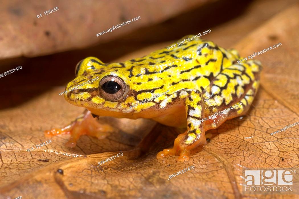 Stock Photo: Reed Frog (Hyperolius spec.), on brown leaf.