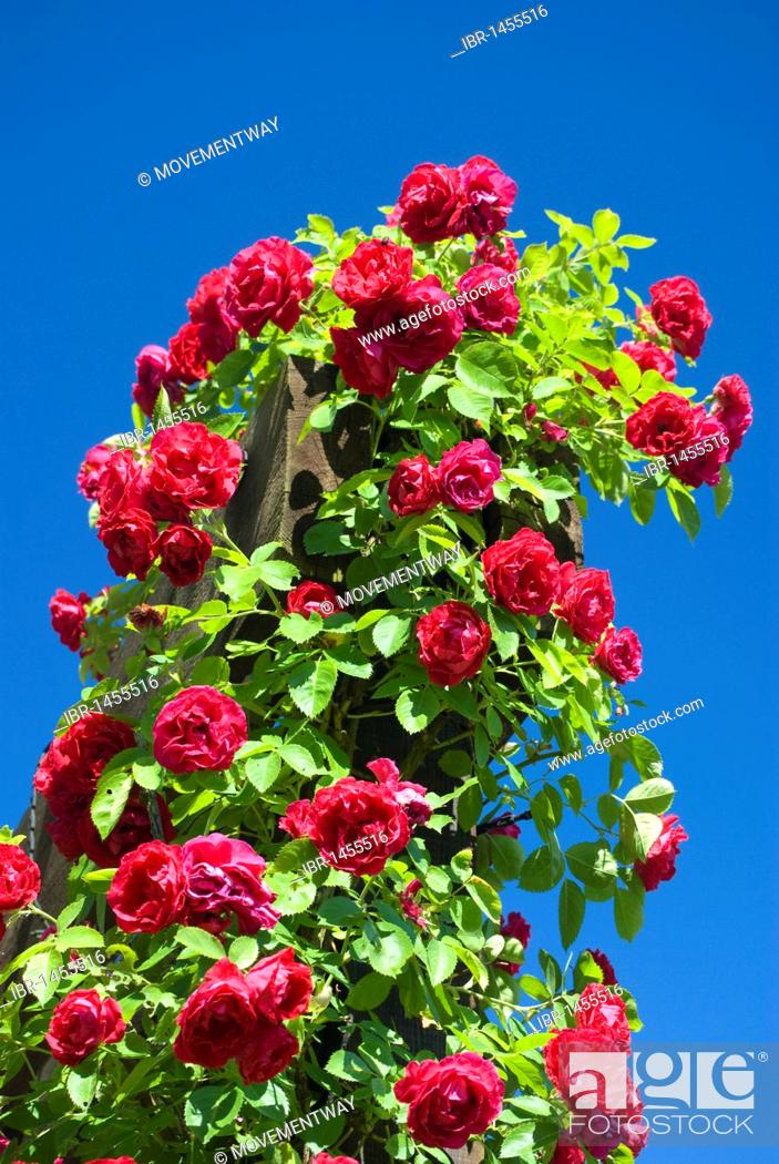 Stock Photo: Red roses against a blue sky, climbing stand with climbing roses, rose garden, Westfalenpark, Dortmund, Ruhrgebiet region, North Rhine-Westphalia, Germany.