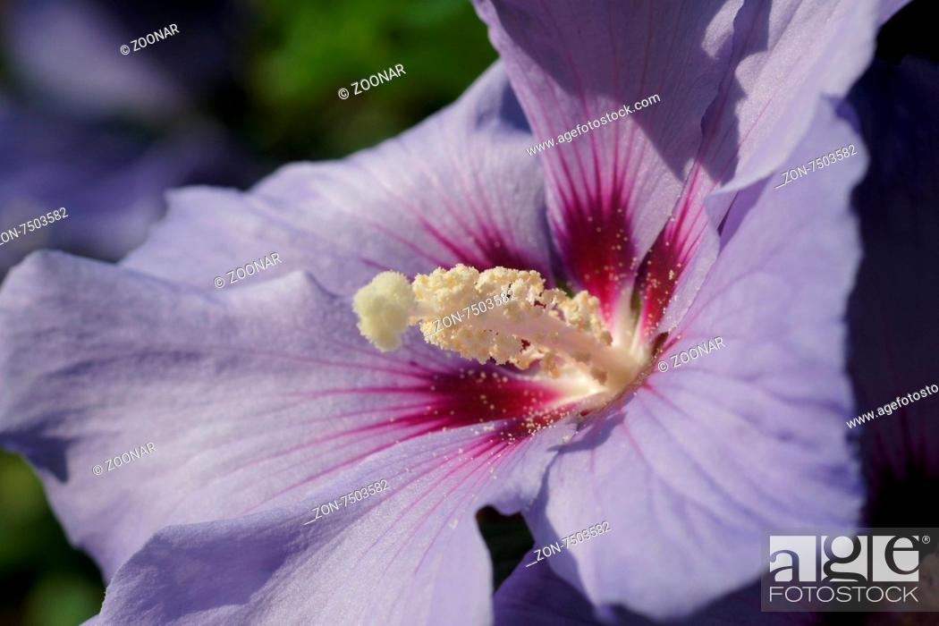 Stock Photo: Hibiscus syriacus, Straucheibisch, Shrub mallow.