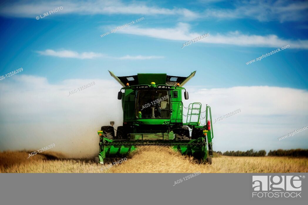 Stock Photo: A farmer harvesting canola with a combine on a swathed field; Legal, Alberta, Canada.