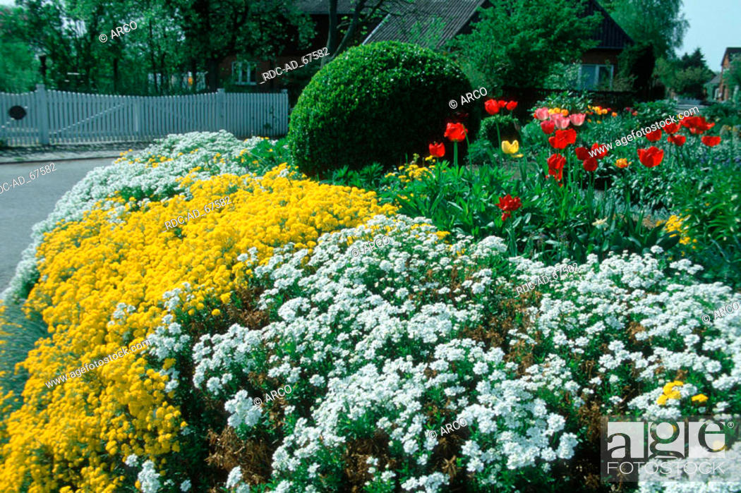 Flower Bed In Spring With Golden Alyssum Candytuft And Tulips Iberis Sempervirens Alyssum Saxatile Stock Photo Picture And Rights Managed Image Pic Rdc Ad 67582 Agefotostock