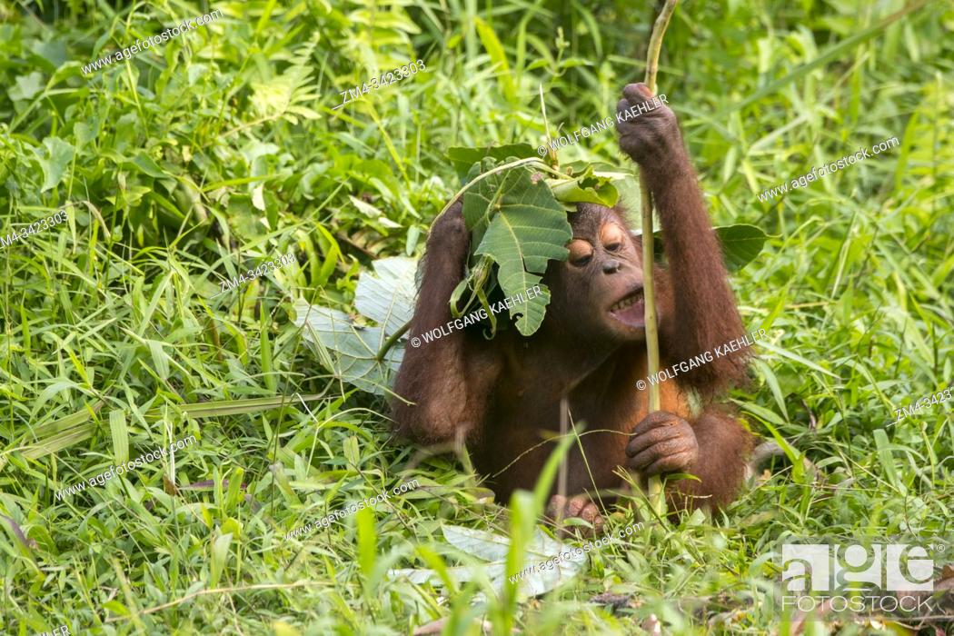 Stock Photo: A playful 2 year old baby boy Orangutan (Pongo pygmaeus) on an Orangutan Island (designed to help the orangutans in their rehabilitation) at Samboja near.