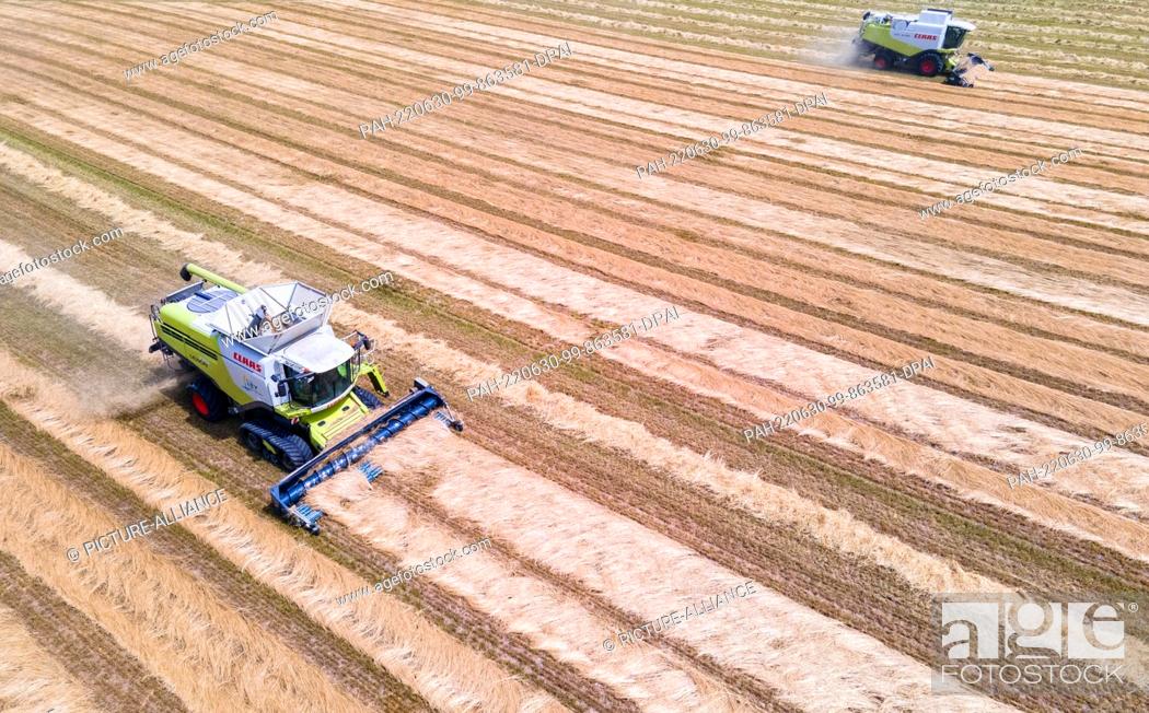 Stock Photo: 30 June 2022, Mecklenburg-Western Pomerania, Hanshagen: Combine harvesters drive over a field with cut grass and thresh lawn seeds from the dried plants.