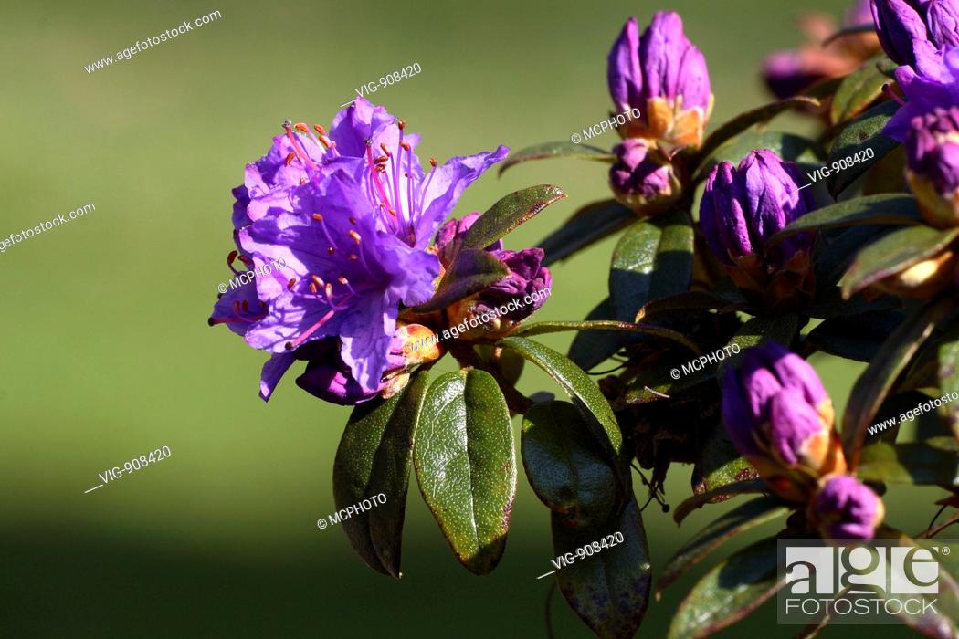 Zwerg-Rhododendron