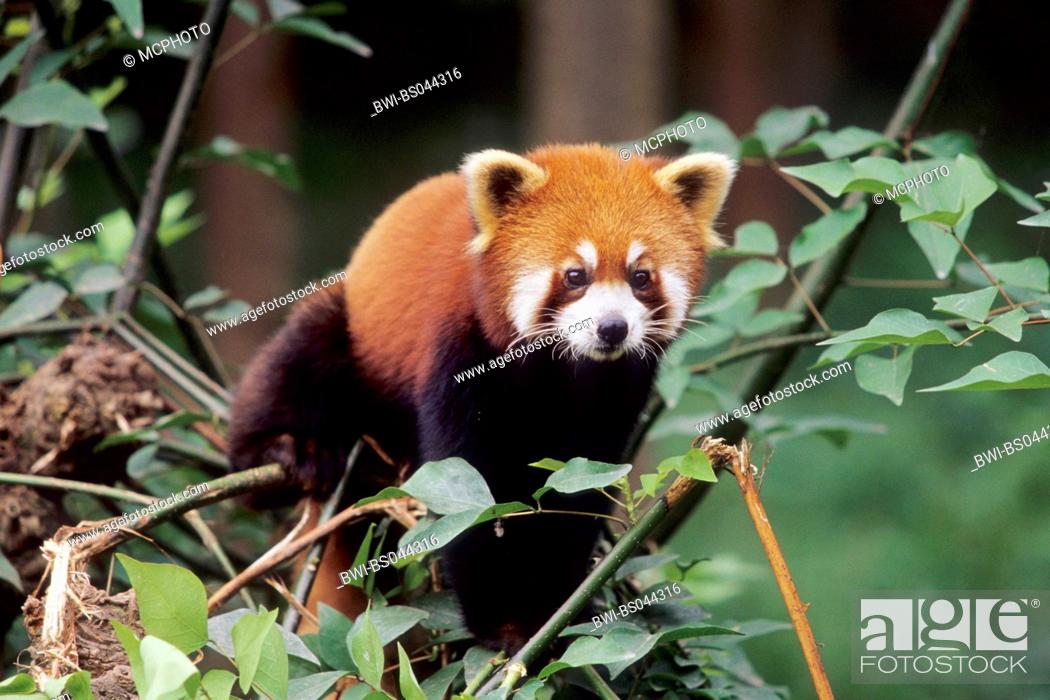 lesser panda, red panda (Ailurus fulgens), sitting in a tree, Stock Photo,  Picture And Rights Managed Image. Pic. BWI-BS044316 | agefotostock