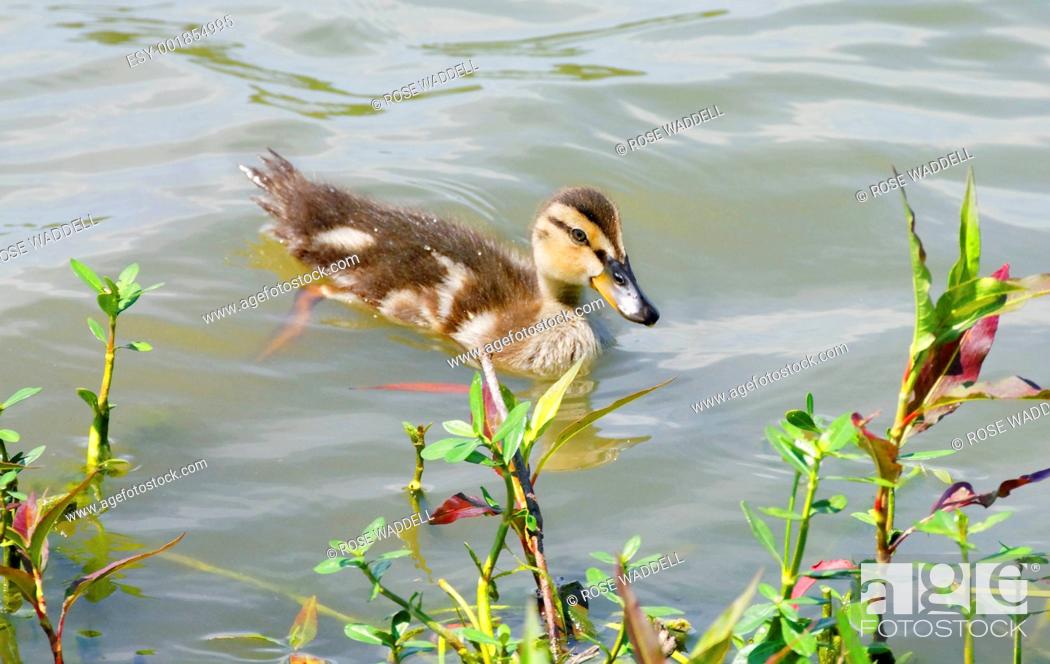 Stock Photo: Sweet Duckling.