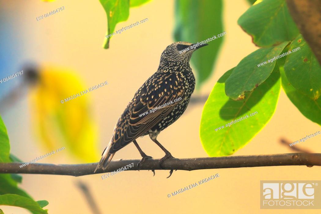 Stock Photo: Closeup Single Starling on branch.