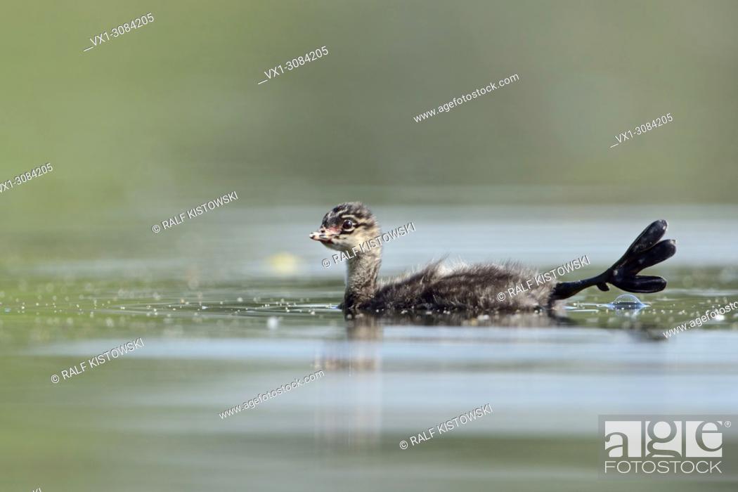 Stock Photo: Young Black-necked Grebe / Eared Grebe ( Podiceps nigricollis ) stretches its huge feet, shows its fleshy lobes, wildlife, Europe..