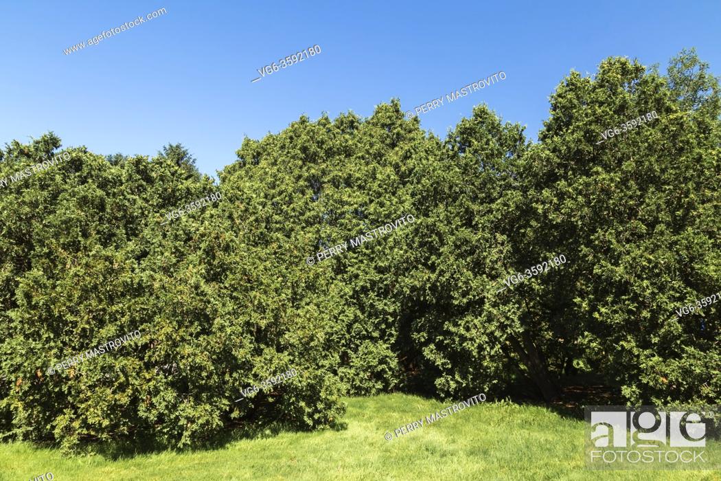 Stock Photo: Thuja occidentalis 'Wareana' Eastern White Cedar trees on green grass lawn, Montreal Botanical Garden, Quebec, Canada.