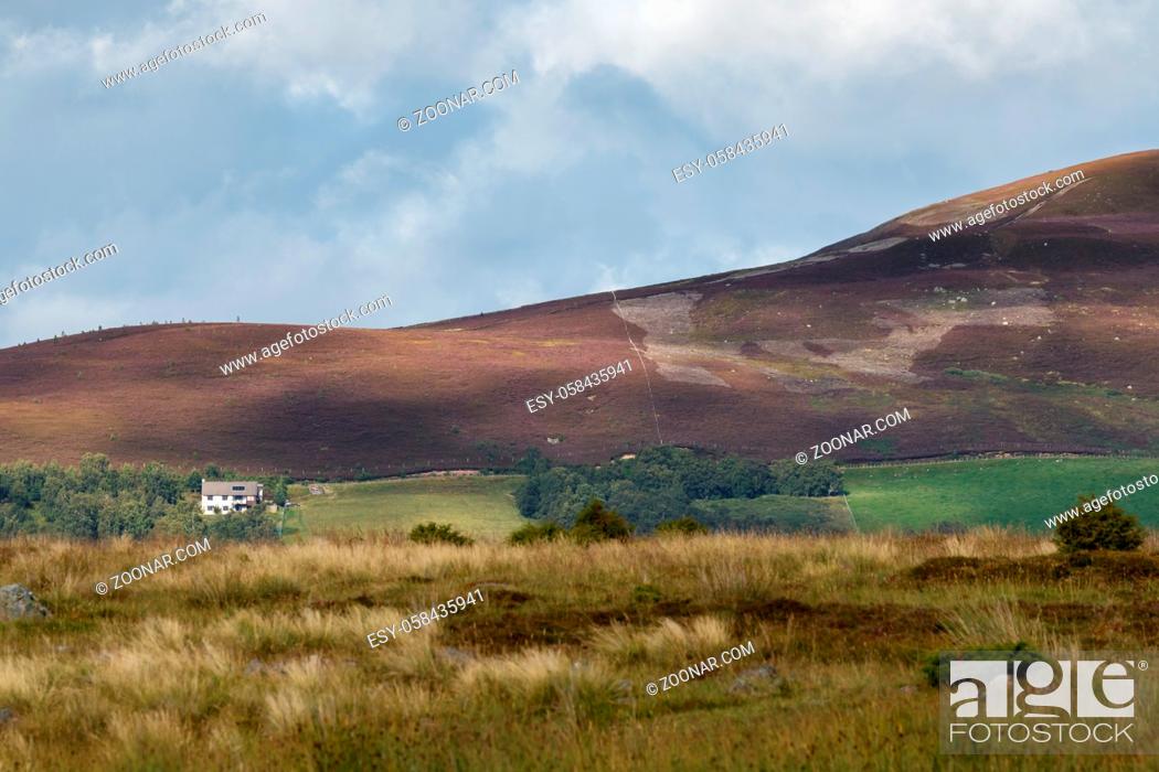 Stock Photo: Heather on the Cairngorm Mountain Range.