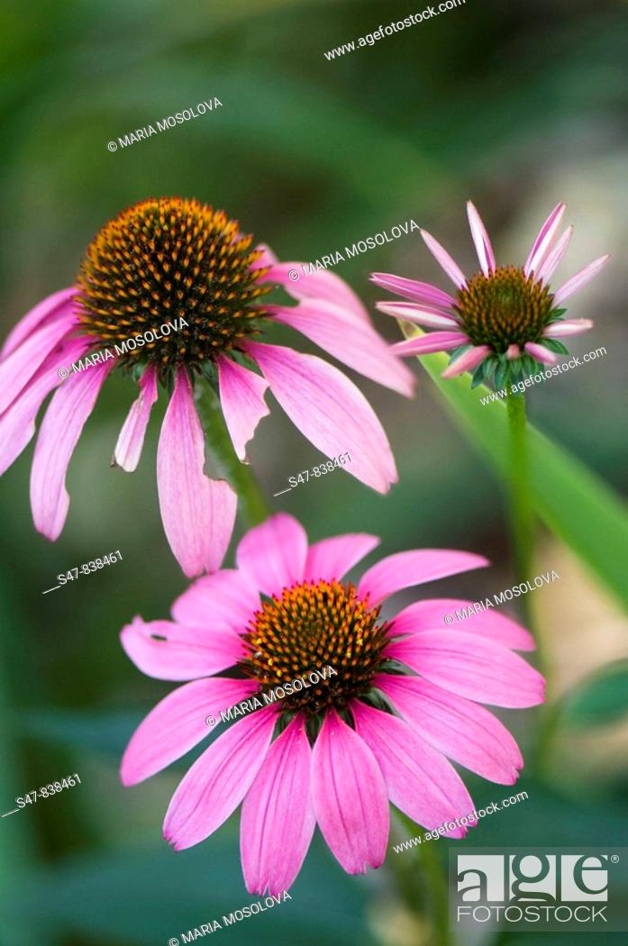 Stock Photo: Pink Coneflower Trio. Echinacea purpurea.