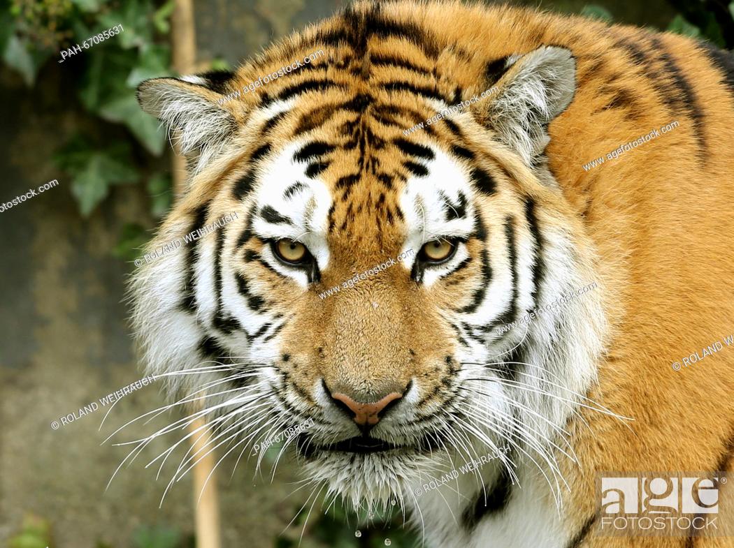 Stock Photo: Female Siberian tiger Dasha walks around in the new enclosure at the zoo in Duisburg, Germany, 30 March 2016. The new facility is three times larger than the.