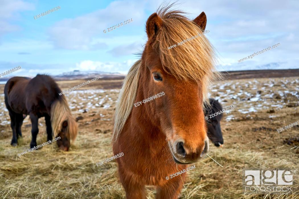 Stock Photo: Nice icelandic horses herding on the field on the background of the cloudy sky in Iceland. Remains of snow are on the field. Horizontal.
