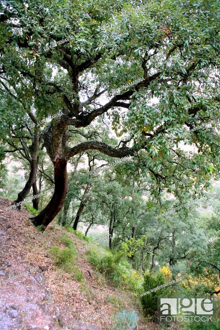 Stock Photo: Cork tress forest in Espadan Castellon Spain, background.