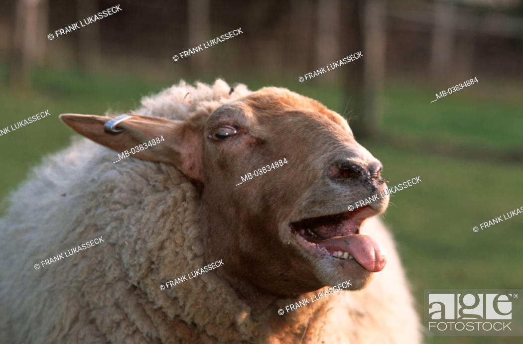 Coburger fox sheep, bleat, portrait, on the side, Animal, mammal,  usefulness animal, livestock, Stock Photo, Picture And Rights Managed  Image. Pic. MB-03834884 | agefotostock