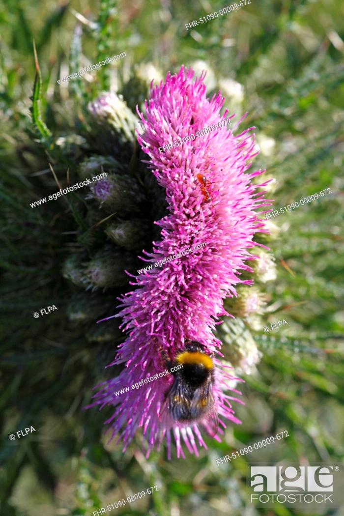 Stock Photo: Marsh Thistle Cirsium palustre close-up of fasciated flower, probably caused by late frost, with Bumblebee Bombus sp feeding, Powys, Wales, june.