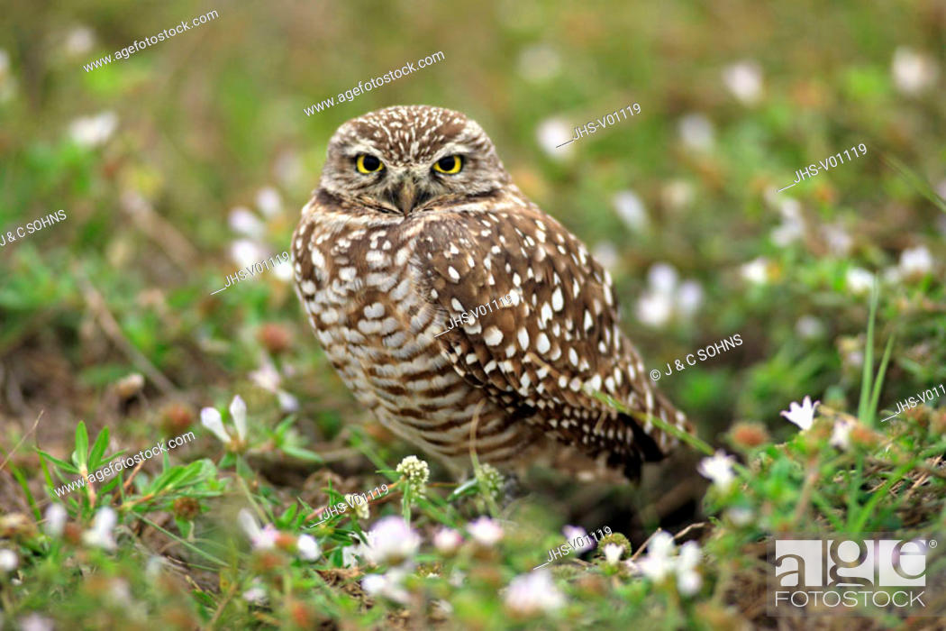 Imagen: Burrowing Owl, Athene cunicularia, Cape Coral, Florida, USA, adult at breeding cave.