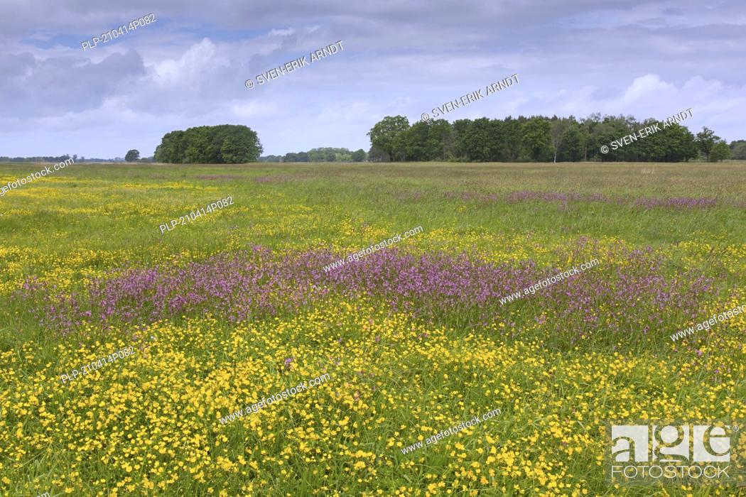 Stock Photo: Spring wildflowers in meadow at UNESCO Biosphere Reserve Elbe River Landscape / Biosphärenreservat Niedersächsische Elbtalaue, Lower Saxony, Germany.
