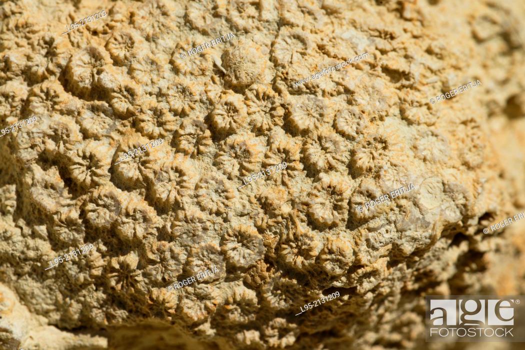 Stock Photo: Faviidae coral colonies at the fossilized coral reef in Sant Sadurní d'Anoia, Spain.