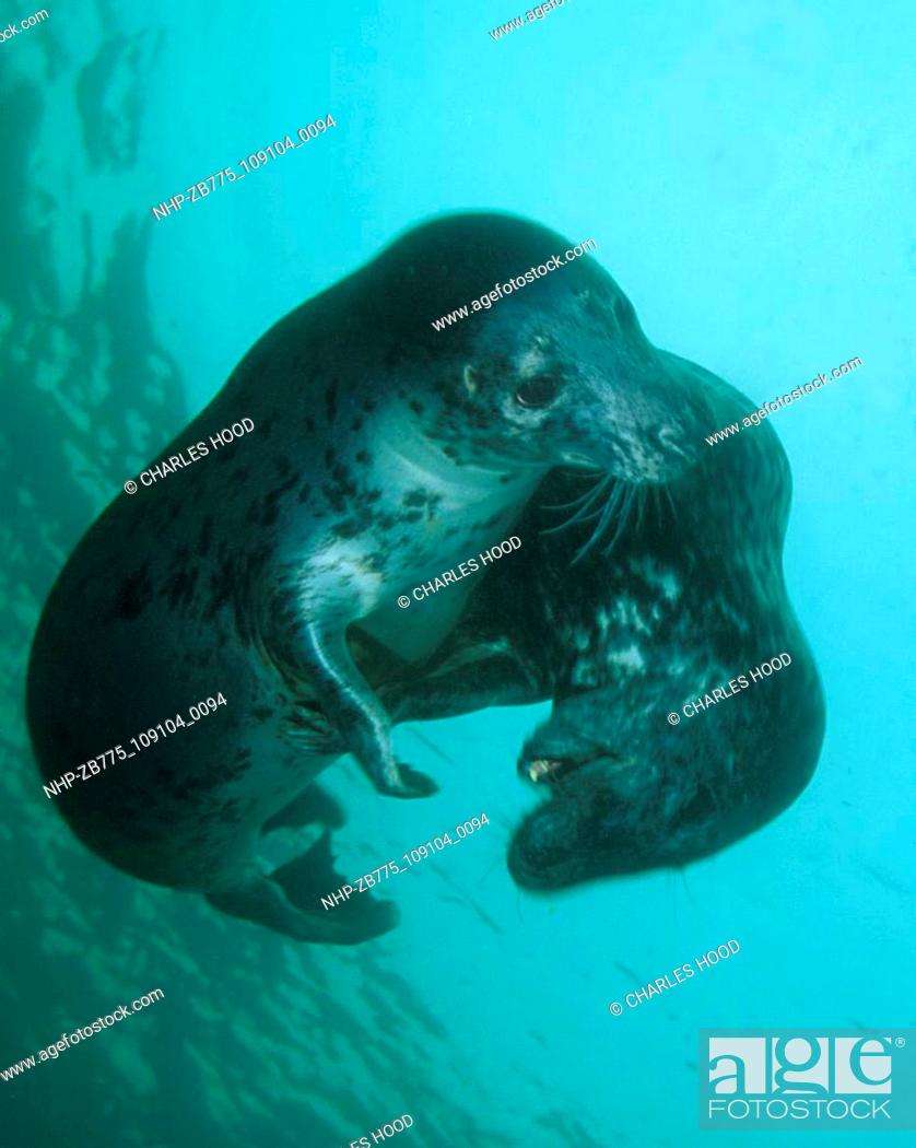 Stock Photo: Two grey seals playing  Date: 16/1/01  Ref: ZB775-109104-0094  COMPULSORY CREDIT: Oceans Image/Photoshot.