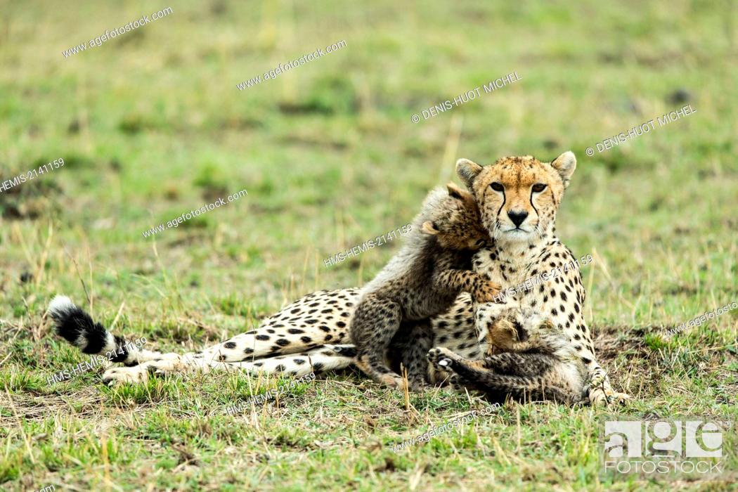Stock Photo: Kenya, Masai Mara game Reserve, cheetah (Acinonyx jubatus), female and cubs 8/9 weeks old.