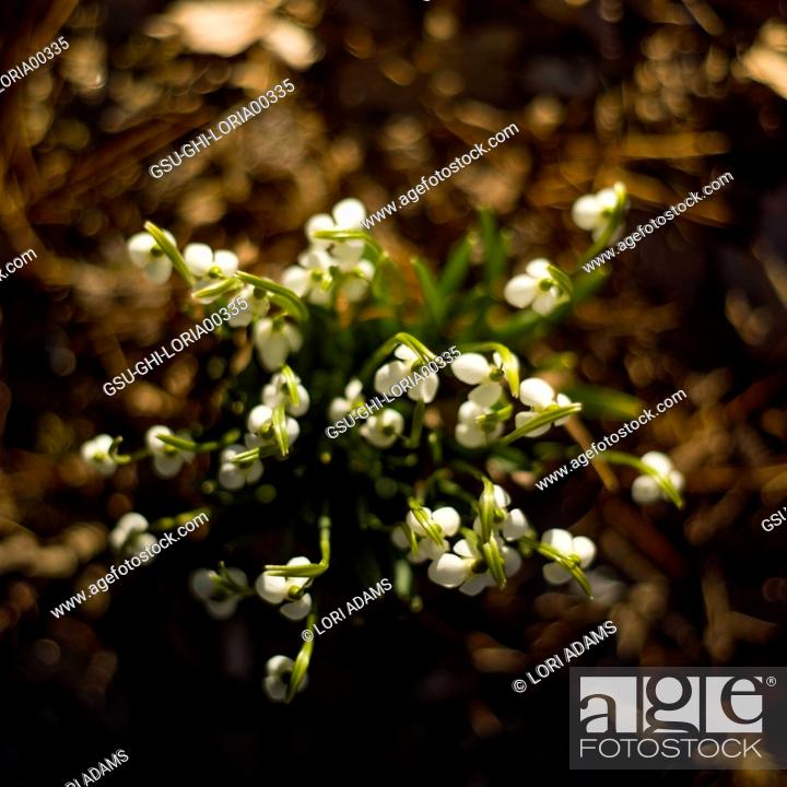 Stock Photo: High Angle View of Snowdrops Emerging through Fallen Leaves.