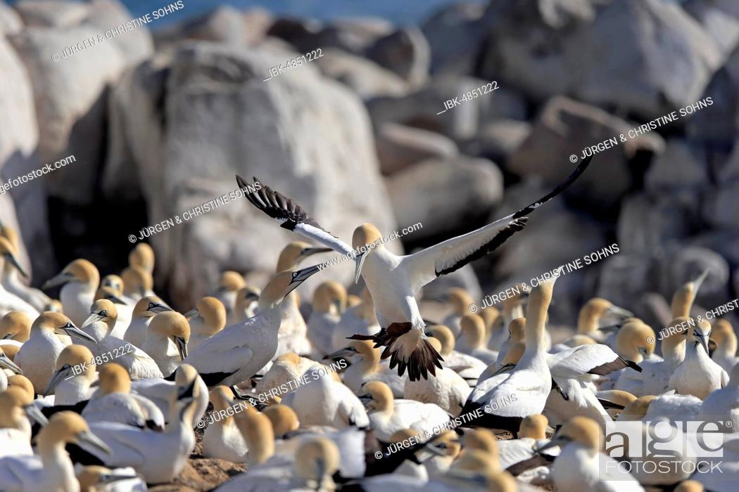 Stock Photo: Cape Gannet (Morus capensis), adult flying, approach over bird colony, Lamberts Bay, Western Cape, South Africa.
