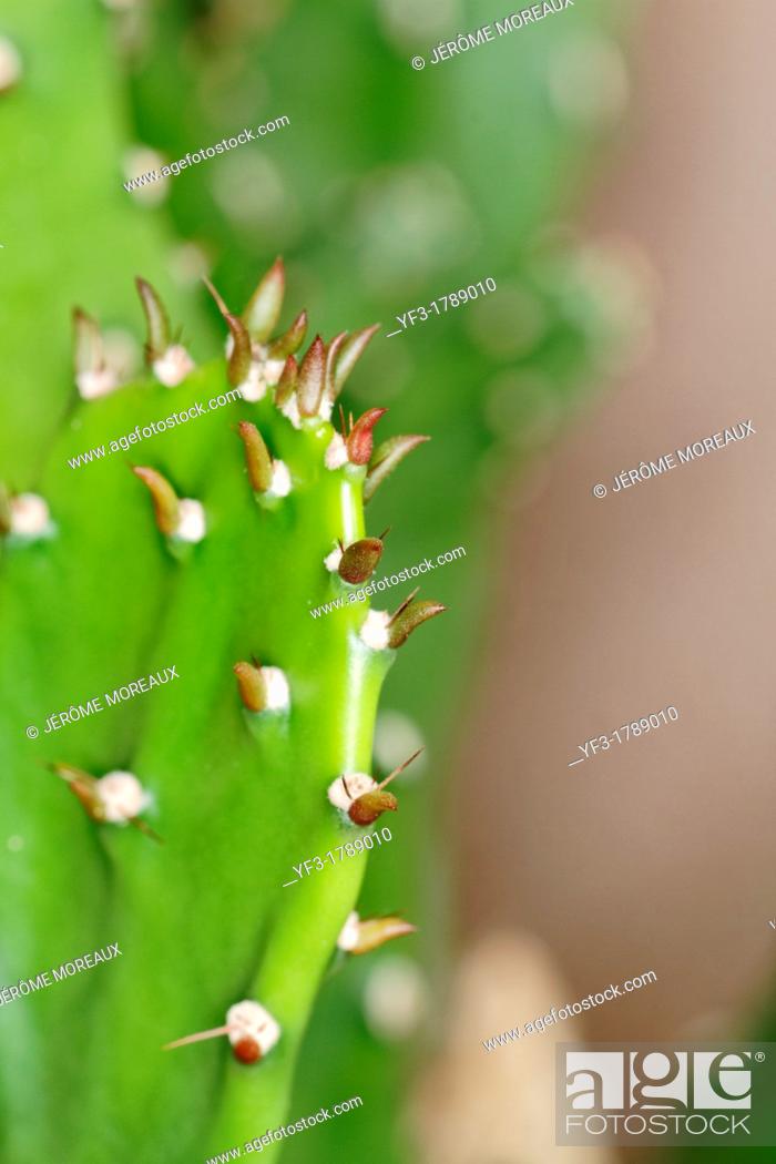Stock Photo: Opuntia cactus.