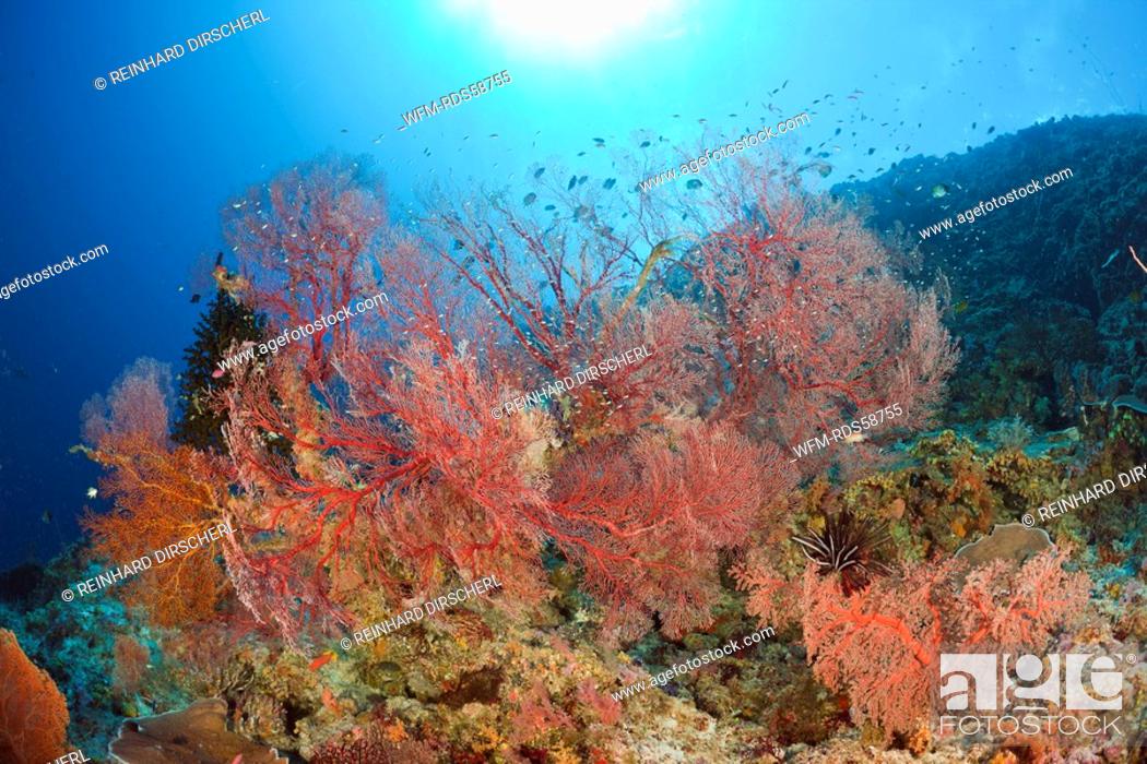 Stock Photo: Coral Reef with Sea Fan, Melithaea, Peleliu Wall, Micronesia, Palau.