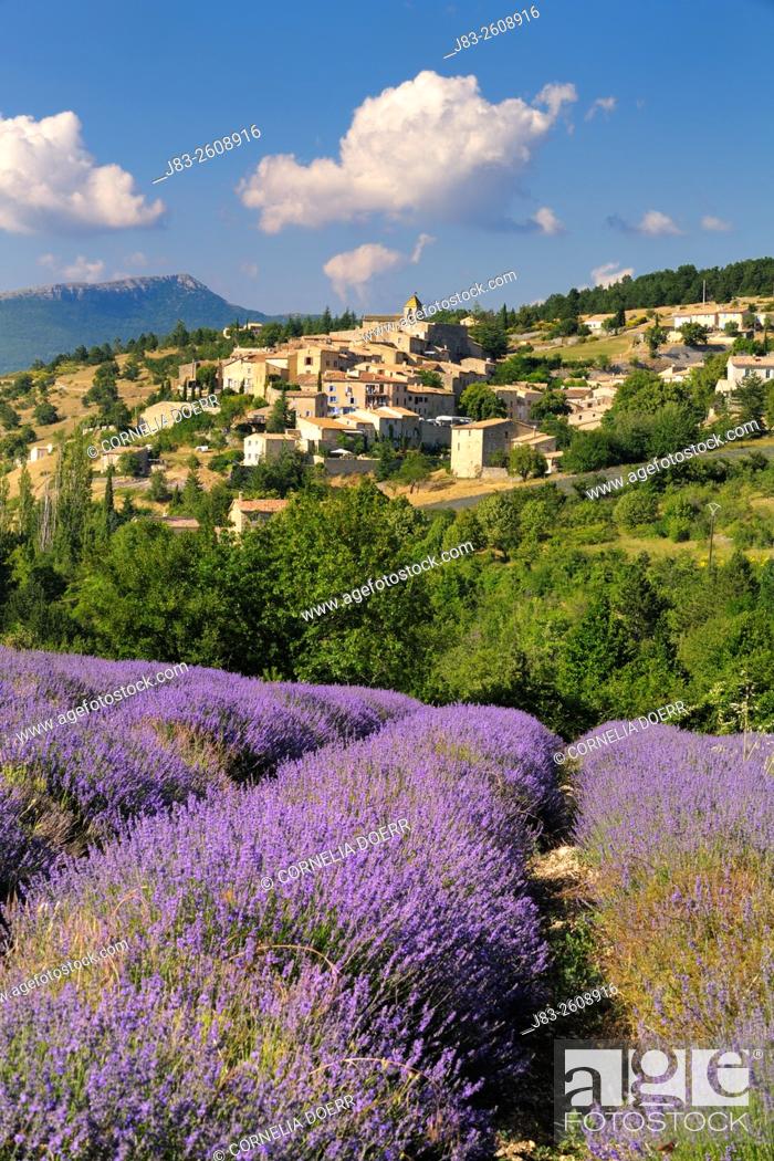 Stock Photo: Lavender field and (Lavendula augustifolia) Village Aurel, in background, Plateau de Vaucluse, Alpes-de-Haute-Provence, Provence-Alpes-Cote d'Azur, Provence.