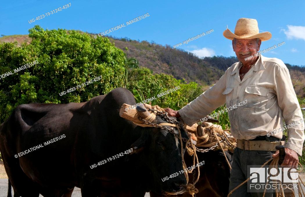 Stock Photo: Cuba Cienfuegos old man cowboy portrait with oxen on side of road.