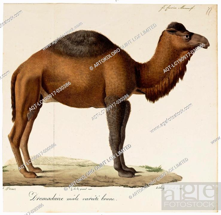 Camelus dromedarius, Print, The dromedary, also called the Arabian camel  (Camelus dromedarius), Stock Photo, Picture And Rights Managed Image. Pic.  AQT-LC190917-030386 | agefotostock