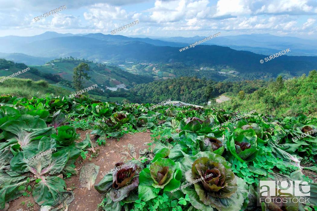 Stock Photo: Top view of Mon Jam (Thai local name) mountain with cabbage farm and chair in Chiangmai Thailand.