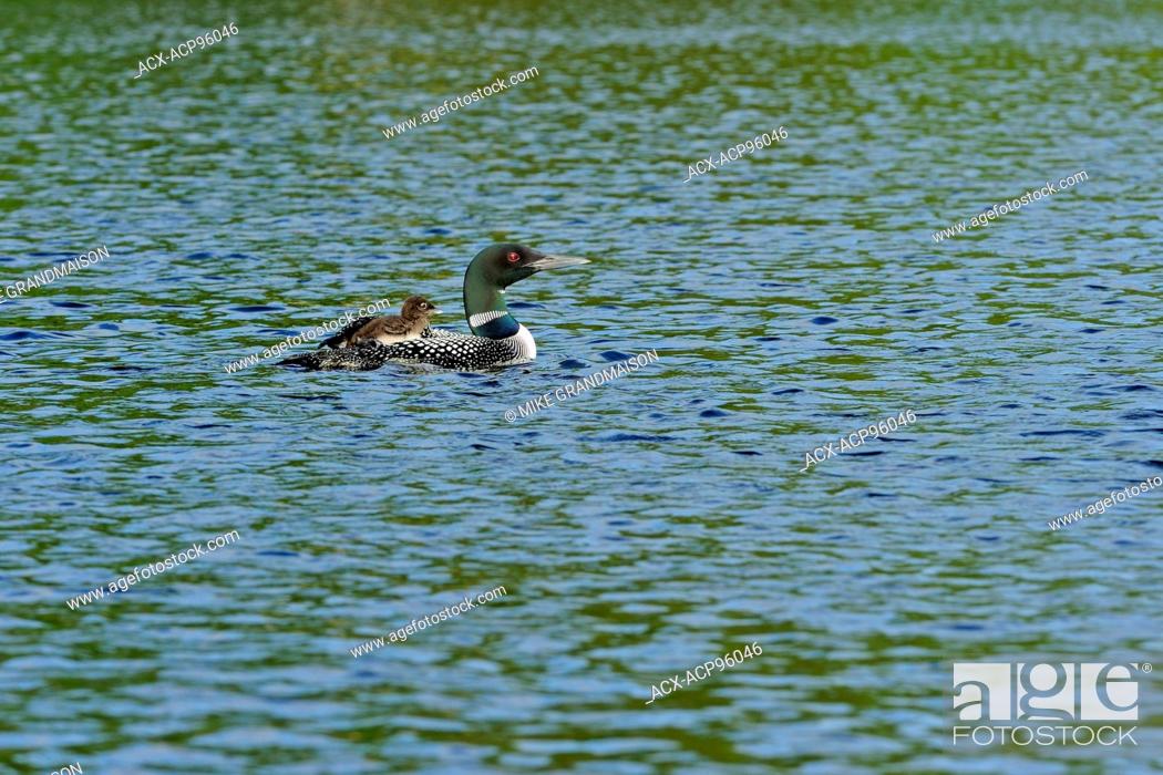 Stock Photo: Common loon (Gavia immer) with chick on CAssels Lake Temagami Ontario Canada.