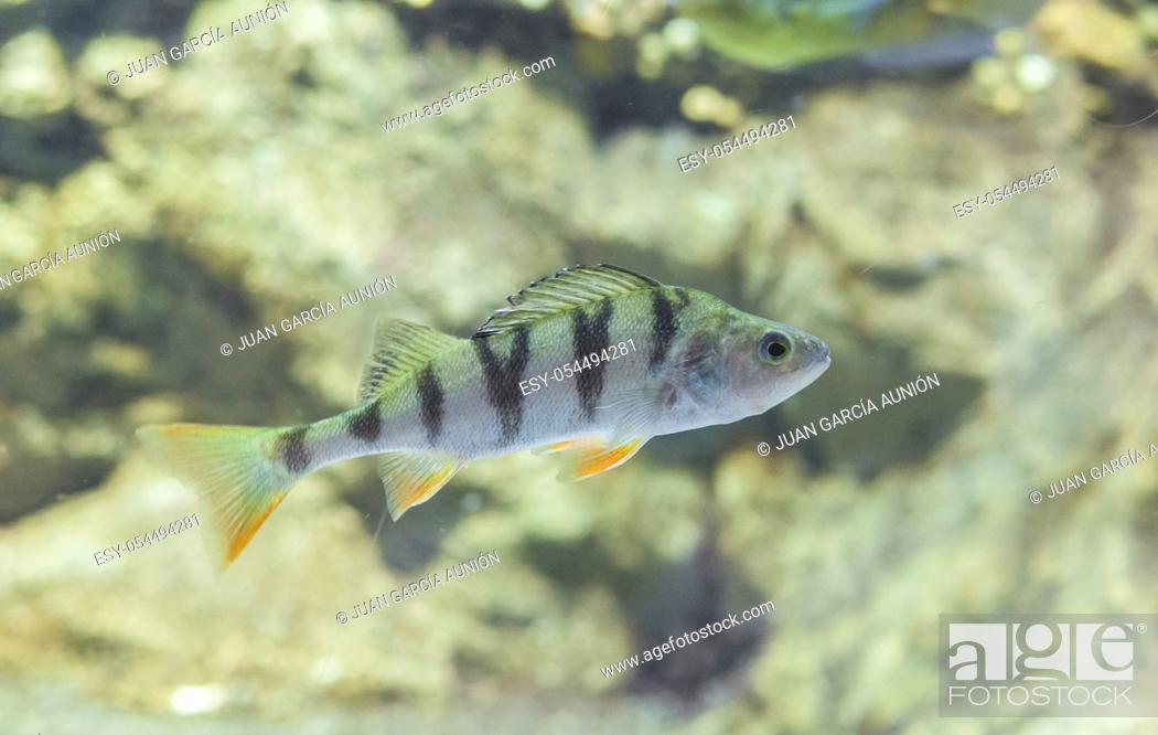 Stock Photo: Perca fluviatilis, commonly known as common perch or European perch. Underwater shot.