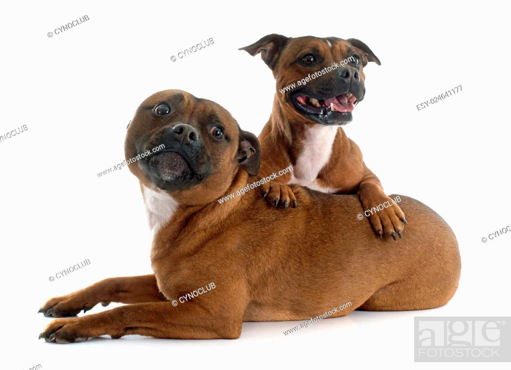 Stock Photo: two Staffordshire bull terrier in front of white background.