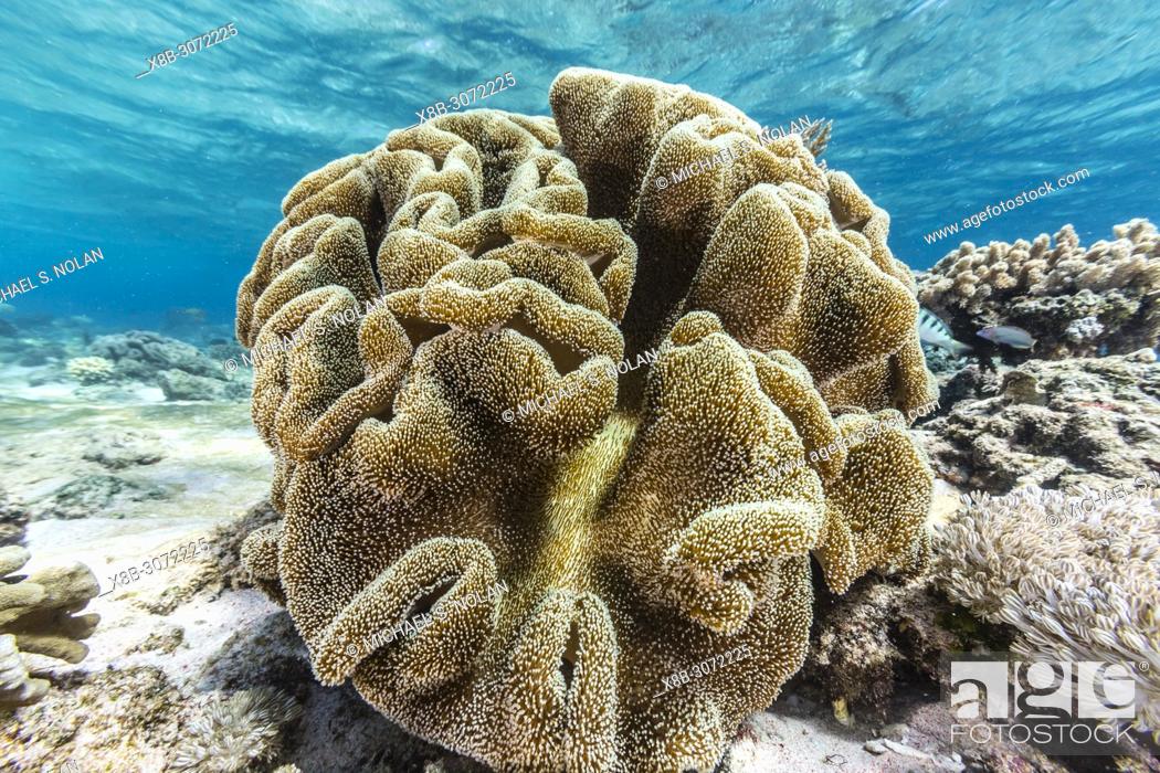 Stock Photo: Profusion of hard and soft corals underwater on Mengiatan Island, Komodo National Park, Flores Sea, Indonesia.