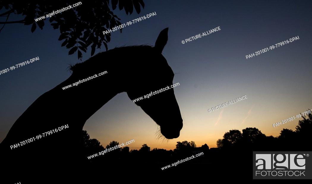 Stock Photo: 01 October 2020, Lower Saxony, Laatzen: A horse is grazing on a paddock on the Leinemasch in the region of Hannover shortly before sunrise.