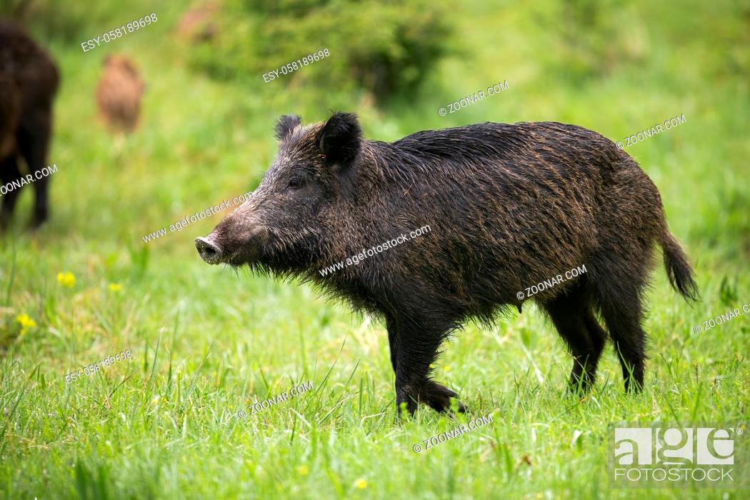 Stock Photo: Female wild boar, sus scrofa, walking on green meadow with rest of herd behind. Animal with dark long fur and strong snout going from side view in summer nature.