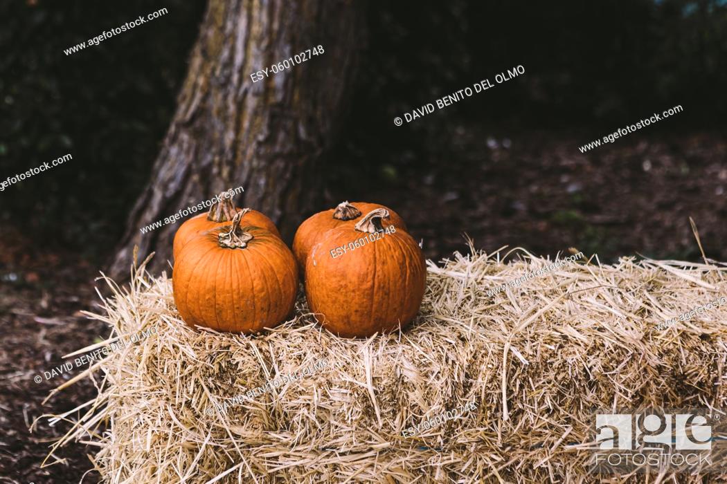 Stock Photo: Four pumpkins over a block of straw in a rural Halloween scene.