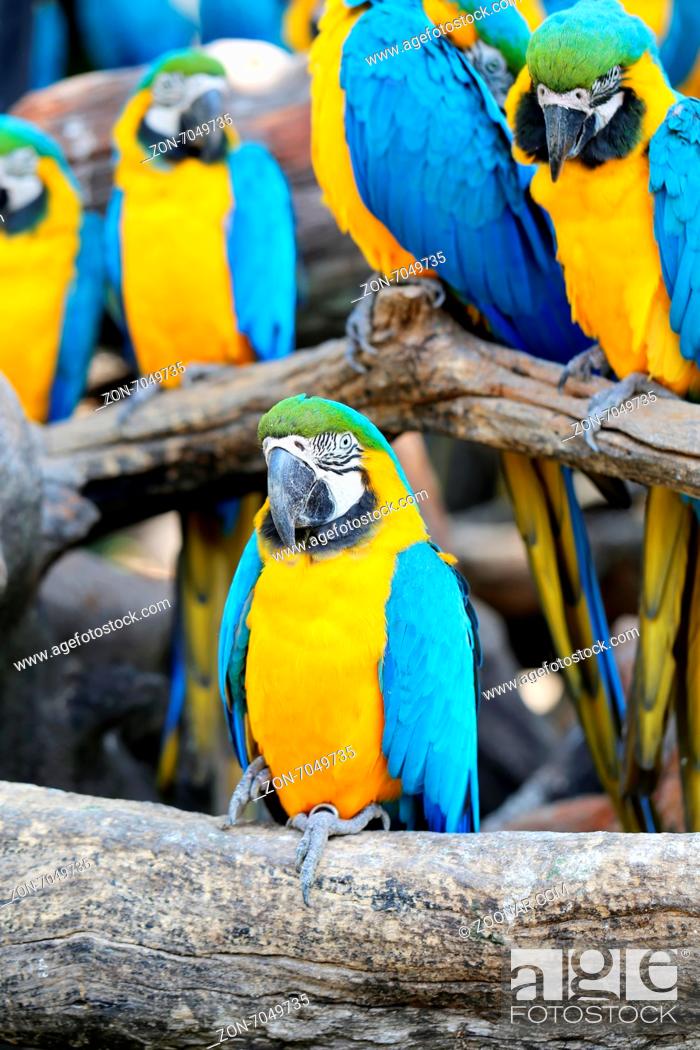 Stock Photo: Big beautiful a macaws photographed close up.
