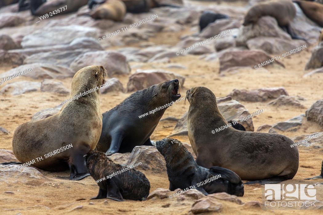 Stock Photo: Cape Fur seals (Arctocephalus pusillus), Cape Cross, Skeleton Coast, Kaokoland or the Kunene Region, Namibia, Africa.