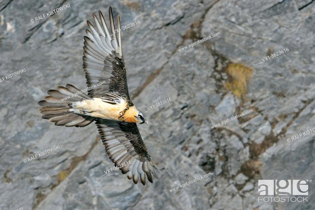 Stock Photo: Bearded Vulture / Lammergeier ( Gypaetus barbatus ), Ossifrage, in flight, flying, gliding in front of a steep mountain cliff, Swiss alps, wildlife.