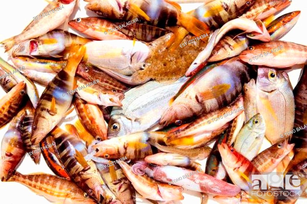 Stock Photo: catch of fish in Mediterranean bream squid.
