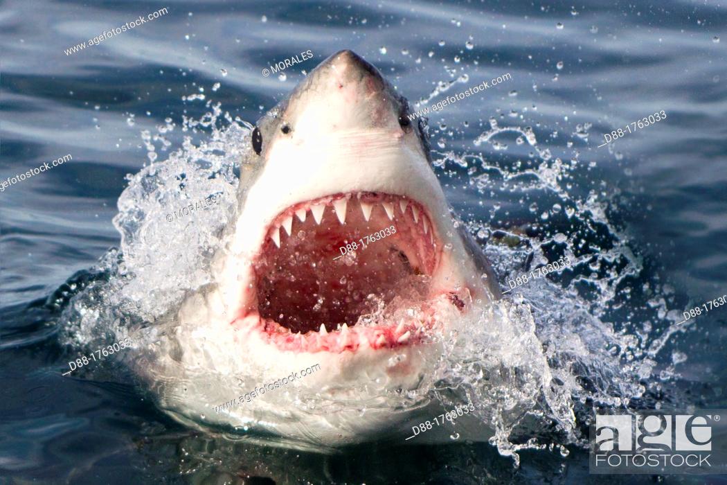 Stock Photo: South Africa , Gansbaii , Dyer Island , great white shark  Carcharodon carcharias  attracted with food.