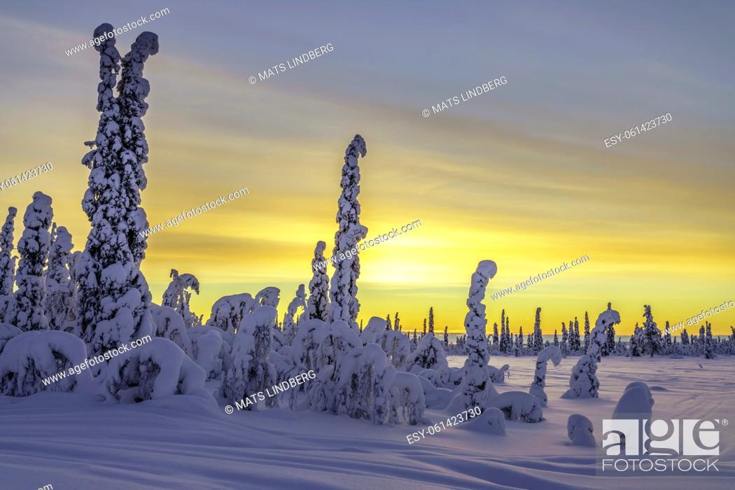 Stock Photo: Winter landscape at sunset with colorful sky and clouds, plenty of snow on the trees, Swedish Lapland, Sweden.