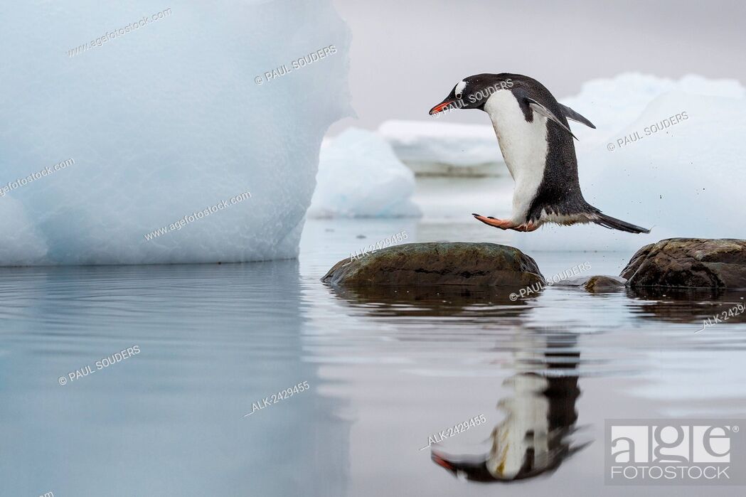 Stock Photo: Antarctica, Cuverville Island, Gentoo Penguin (Pygoscelis papua) leaps between stones in shallow lagoon along Errera Channel.