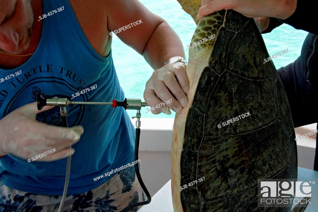 Stock Photo: Scientists examine a green sea turtle Chelonia mydas to determine gender.